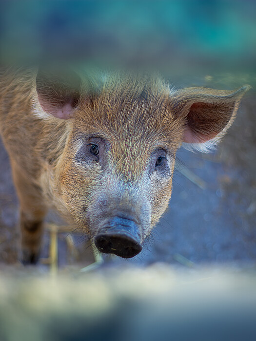 I WAS TOLD YOU HAD SNACKS